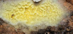 Leucogyrophana mollusca