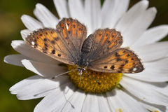 Polycaena timur