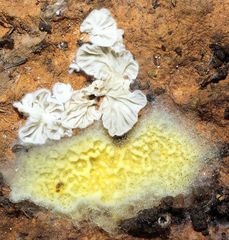 Leucogyrophana mollusca
