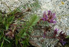 Oxytropis litwinowii