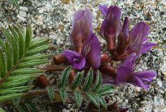 Oxytropis litwinowii