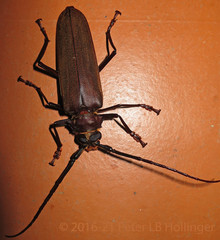 Orthomegas pehlkei