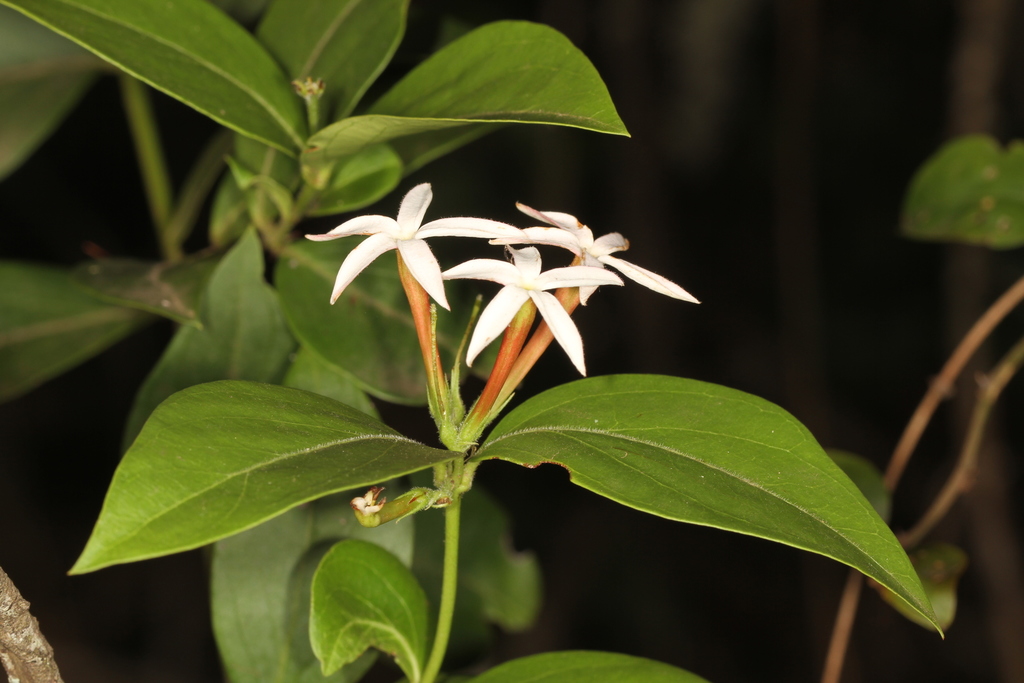 Carissa spinarum (Carissa spinarum)