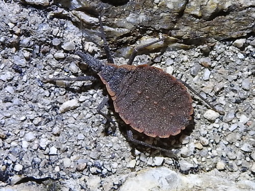 Triatoma rubida photographed in Oregon