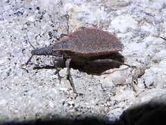 Triatoma rubida