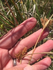 Carex ecklonii