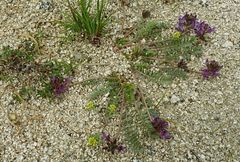 Oxytropis litwinowii