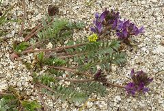 Oxytropis litwinowii