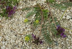 Oxytropis litwinowii