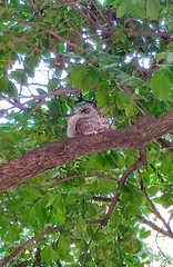 Sciurus aureogaster