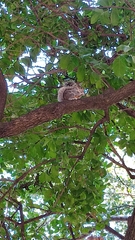 Sciurus aureogaster