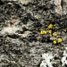 Catillaria nigroclavata - Photo (c) klips,  זכויות יוצרים חלקיות (CC BY-NC)