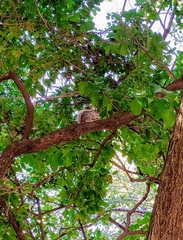 Sciurus aureogaster