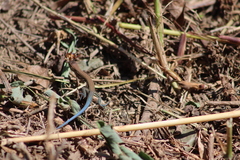 Aspidoscelis lineattissimus