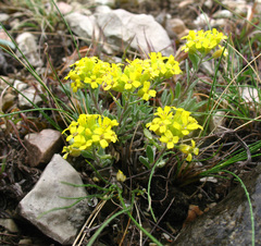 Alyssum dagestanicum