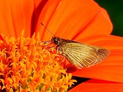 Vehilius stictomenes