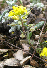 Alyssum dagestanicum
