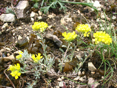 Alyssum dagestanicum