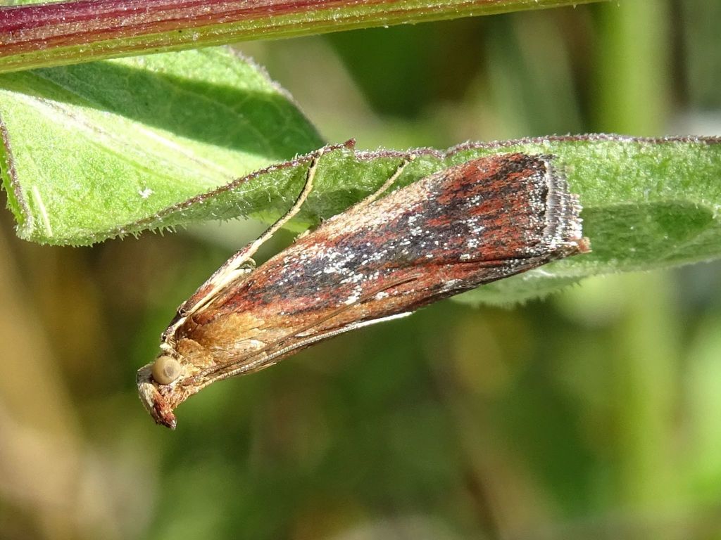 Kent Knot-horn
