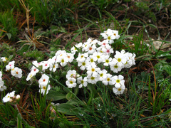 Androsace barbulata