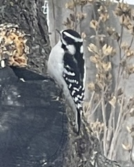 Dryobates pubescens
