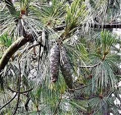Pinus wallichiana
