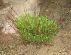 Artemisia salsoloides