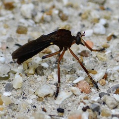 Diogmites platypterus