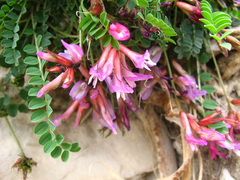 Astragalus buschiorum