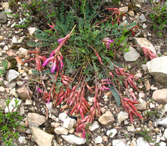 Astragalus buschiorum