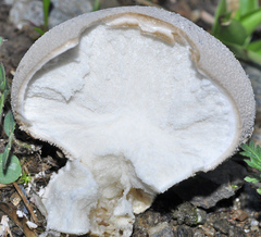 Lycoperdon molle
