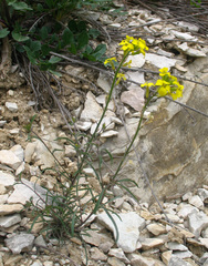 Erysimum substrigosum