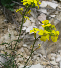 Erysimum substrigosum