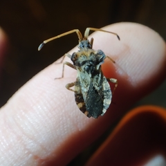 Centrocoris variegatus