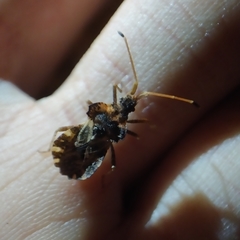 Centrocoris variegatus