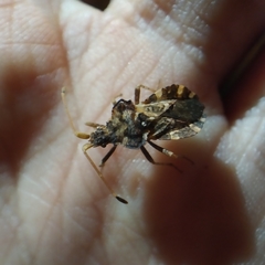 Centrocoris variegatus