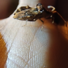 Centrocoris variegatus