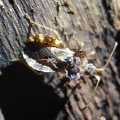 Centrocoris variegatus