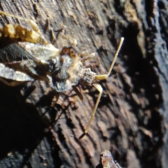 Centrocoris variegatus