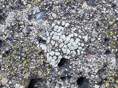 Myriolecis semipallida