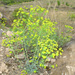Euphorbia iberica - Photo (c) Теймуров А.А.,  זכויות יוצרים חלקיות (CC BY-NC), הועלה על ידי Теймуров А.А.