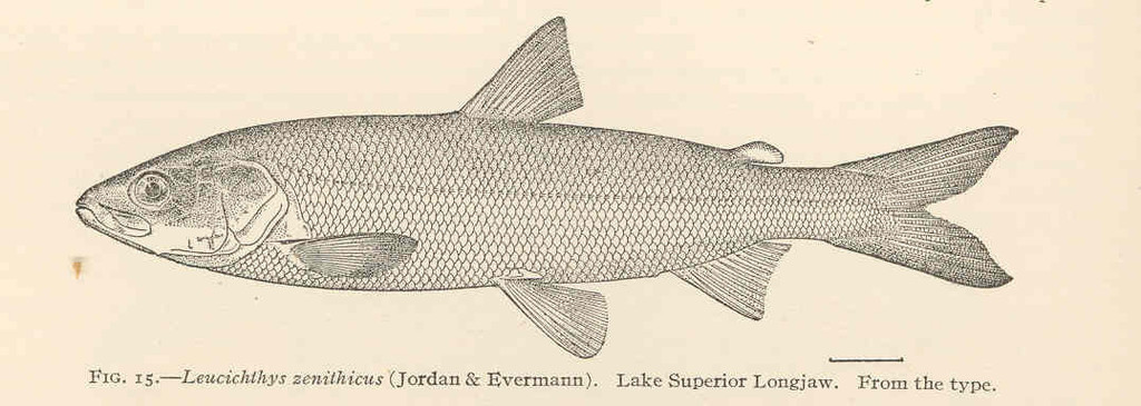 Shortjaw Cisco