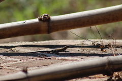 Aspidoscelis lineattissimus