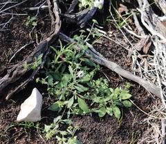 Phyllopodium elegans