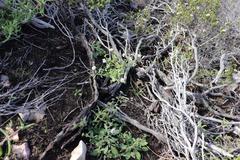 Phyllopodium elegans