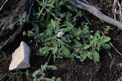 Phyllopodium elegans