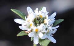 Phyllopodium elegans