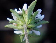 Phyllopodium elegans