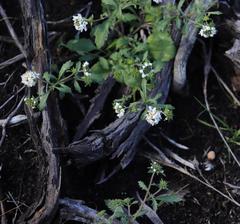 Phyllopodium elegans