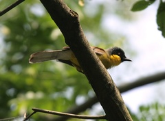 Pterorhinus courtoisi